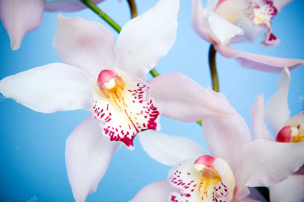 Close up of a purple orchid isolated on