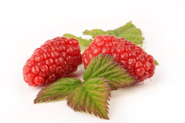 Ripe Tayberry clipart