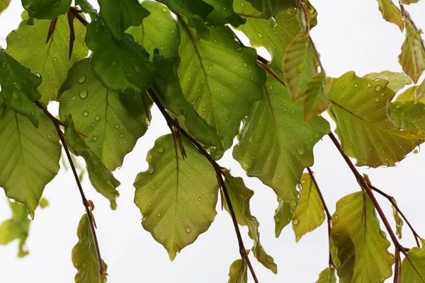 Regen in het bos — Stockfoto