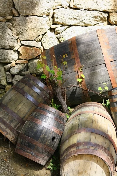 Stock image Wine barrels