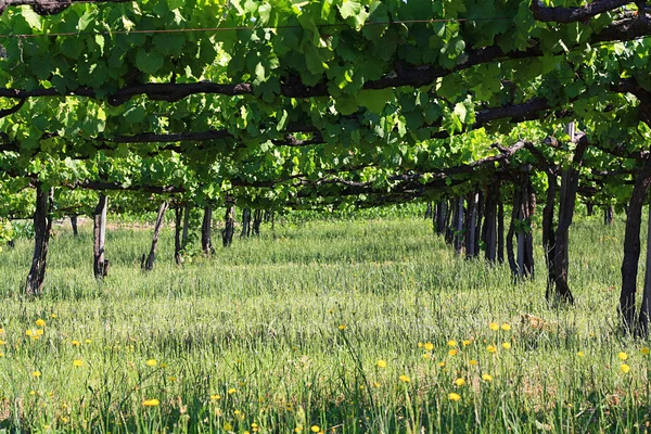 stock image Vineyard