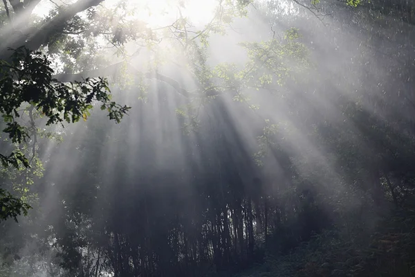 stock image At dawn