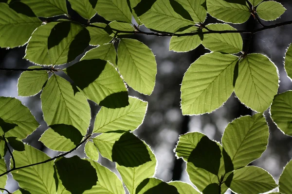 Blätter — Stockfoto
