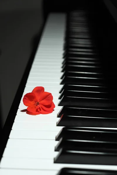 Klavír a flor — Stock fotografie