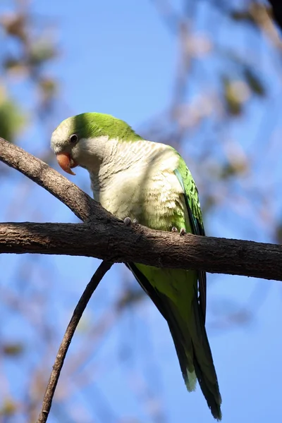 Urban parrot — Stock Photo, Image