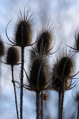 Teasel