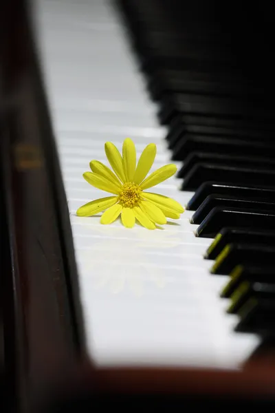 Piano y flor —  Fotos de Stock