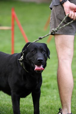 Labrador clipart