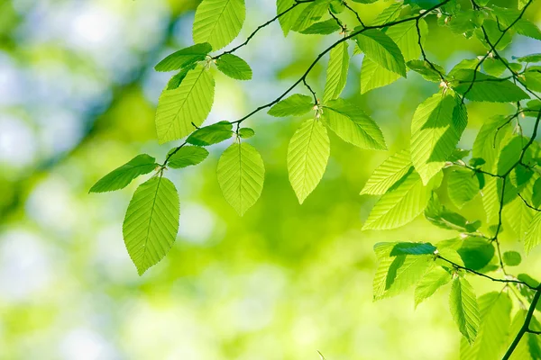 Leaves — Stock Photo, Image