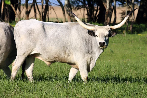 Венгерский бык — стоковое фото