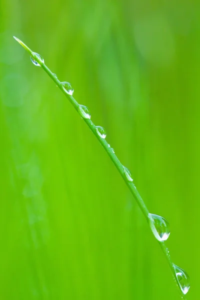 Grass and drops — Stock Photo, Image