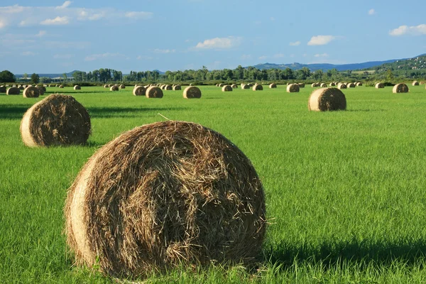 A lot of bale — Stock Photo, Image