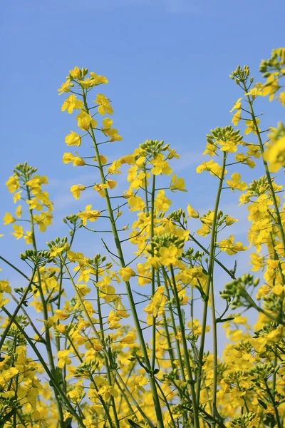 Colza flowers — Stock Photo, Image