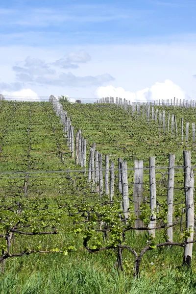 Vineyards Stock Image