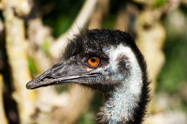 Emu — Fotografia de Stock