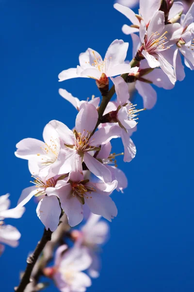 Beautiful peach blooms — Zdjęcie stockowe