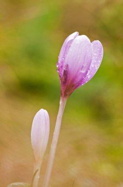 Morning flower