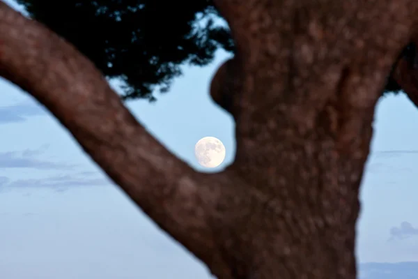 달 — 스톡 사진