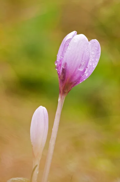 Morgon blomma" — Stockfoto