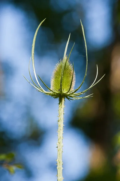 Teasel — Stock Image Teasel Stock Picture