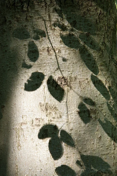 Φύλλα — Φωτογραφία Αρχείου