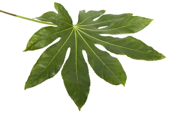 stock image Green leaf