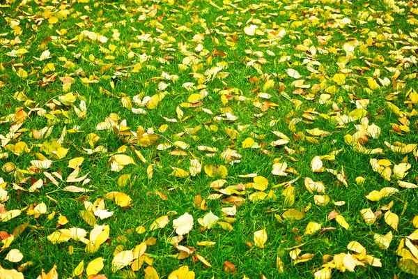 Осенние осенние листья Лицензионные Стоковые Изображения