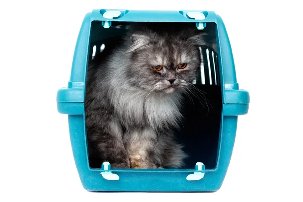 Cat in cage carrier Royalty Free Stock Photos