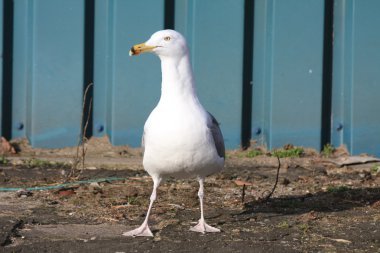 Seagull clipart