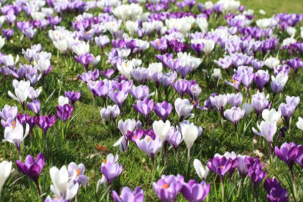 Crocus violets dans le champ — Photo