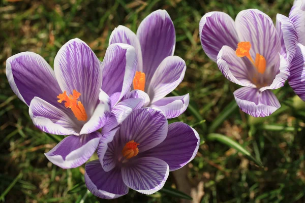 Crocus violets en gros plan — Photo