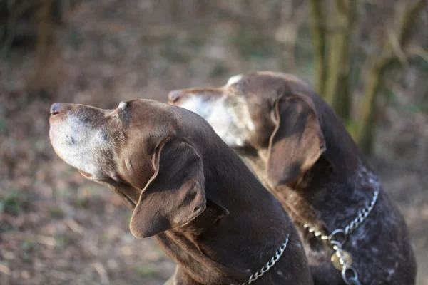 German shorthaired pointer sisters — Stock Photo, Image