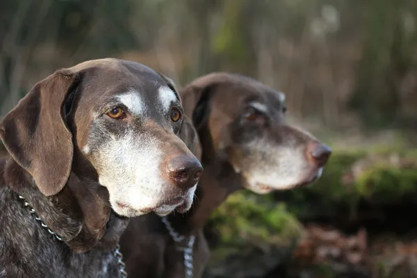 German shorthaired pointer sisters — Stock Photo, Image