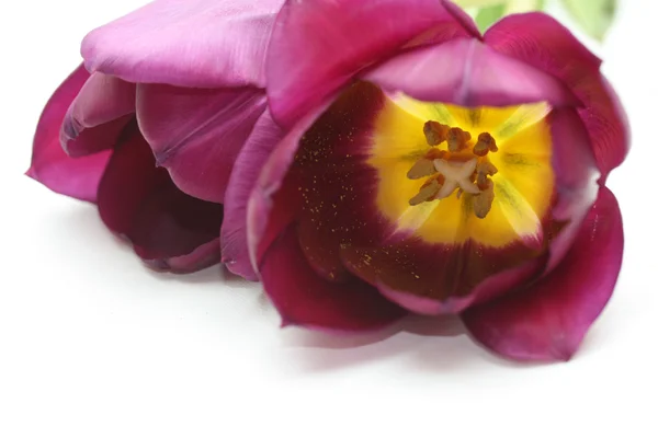 Paarse tulpen — Stockfoto