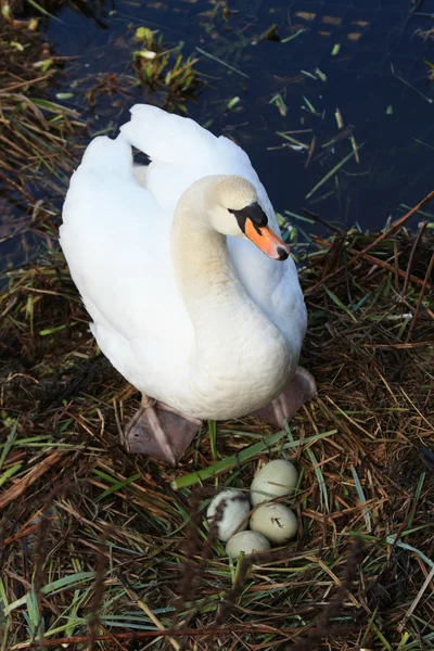 Swan med nest — Stockfoto
