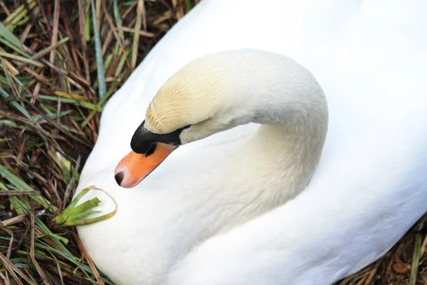 Cisne em um ninho — Fotografia de Stock
