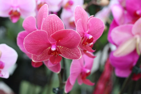 Růžový phalaenopsis orchideje — Stock fotografie