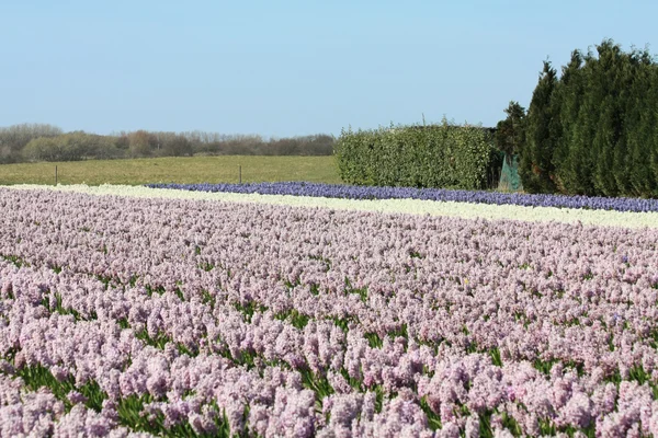 Hollanda çiçek sektörü — Stok fotoğraf