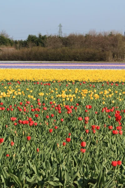 Campos com tulipas — Fotografia de Stock