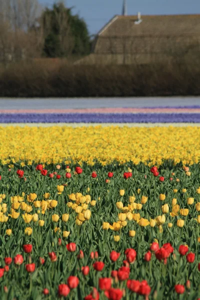 Pola tulipanów w Holandii kwiatowej branży — Zdjęcie stockowe