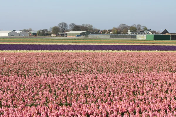 Felder mit rosa Hyazinthen — Stockfoto
