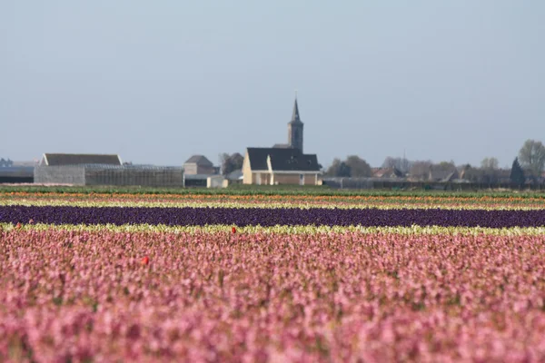 ピンクの hyacints フィールドで — ストック写真