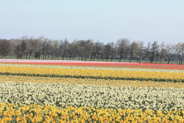 Yellow daffodils in a field — Stock Photo, Image