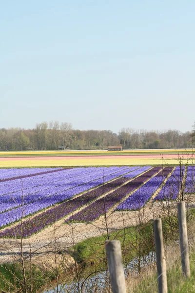 Indústria floral neerlandesa — Fotografia de Stock