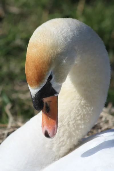 Cisne de cerca — Foto de Stock