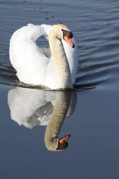 Cisne flotante — Foto de Stock