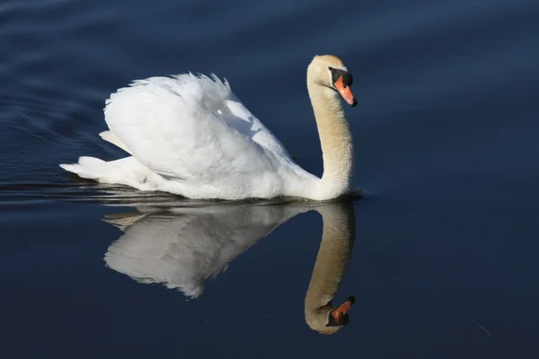 Cisne flutuando em sua própria imagem espelhada — Fotografia de Stock