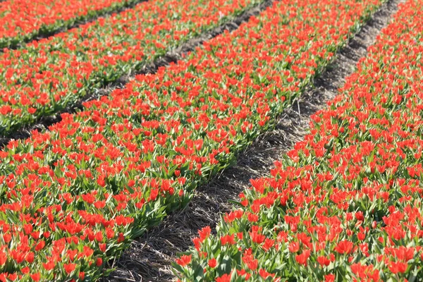 Tulipas vermelhas em um campo — Fotografia de Stock