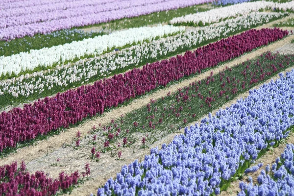 Holandský květinový průmysl, hyacints — Stock fotografie