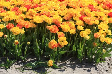 Yellow and orange parrot tulips clipart